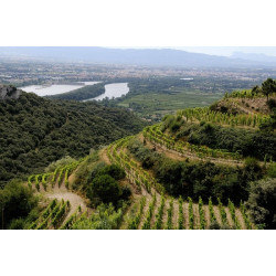 Domaine Michel et Stéphane Ogier - les coteaux de Côte Rôtie