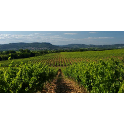 Domaine Duseigneur à Chateauneuf du Pape