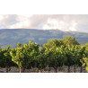 Ferme Saint-Pierre - AOC Ventoux