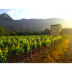 Clairette de Die - Domaine de Magord - Barsac