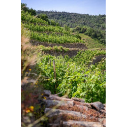 Les vignes du Domaine Farge à Saint Jean de Muzols