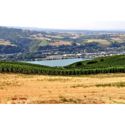 Domaine Daniel Roland et Gisèle Vernay