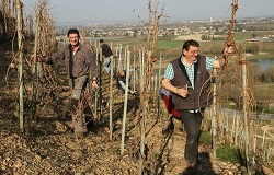 Les frères Laurent et Dominique Courbis en pleines vendanges à Chateaubourg