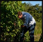 Julien Cecillon vins