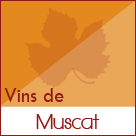 Muscat vin des Côtes du Rhône
